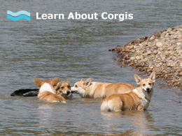 Learn about corgis